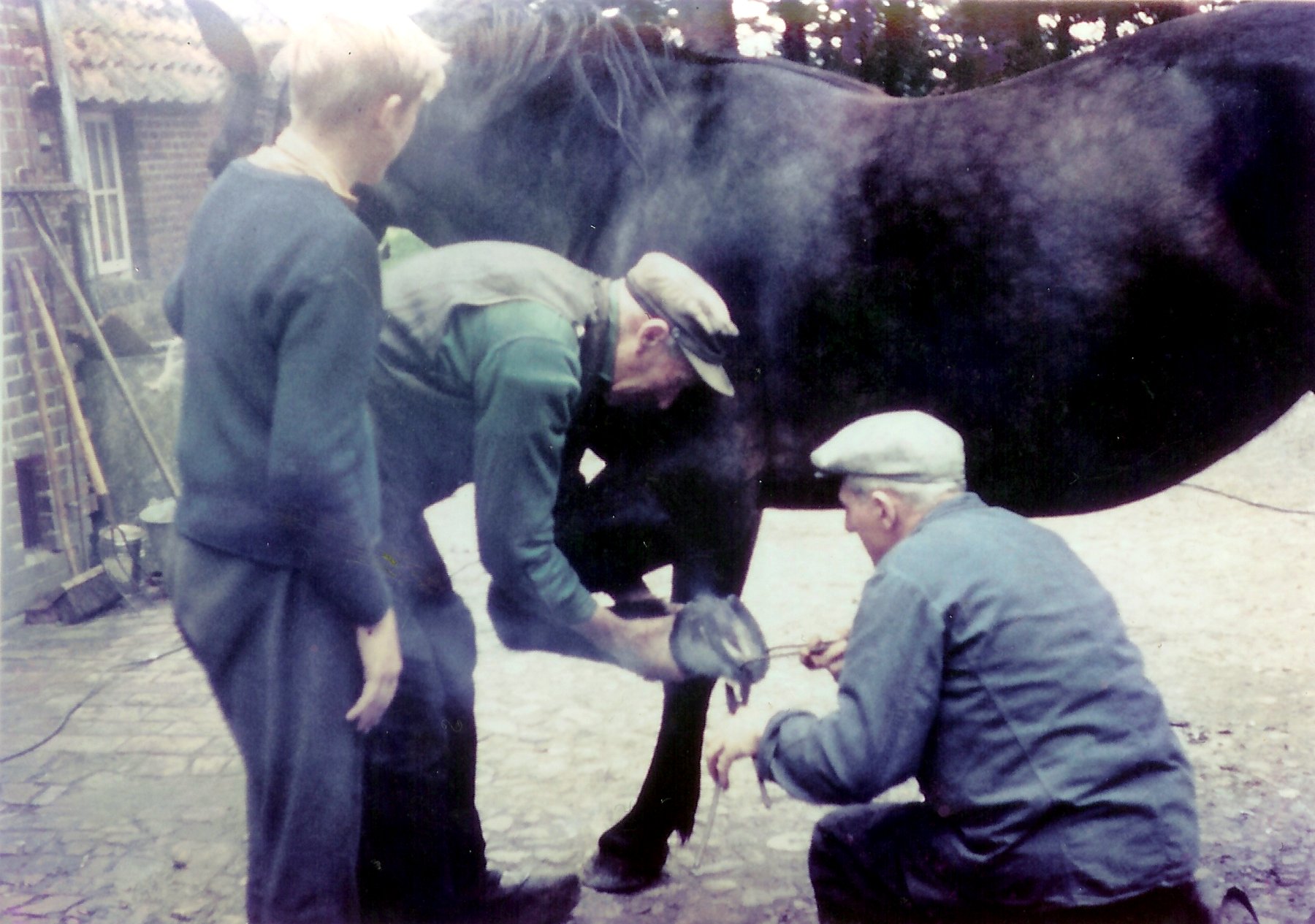 6 Pferde beschlagen 1964 bei Ruether